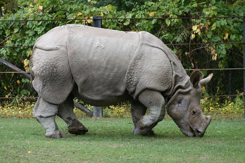 Indian Rhino