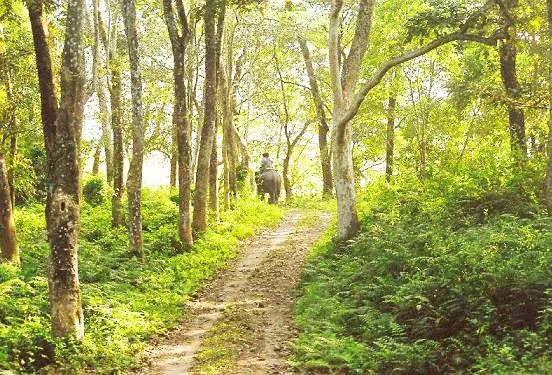 Orang National Park, Assam 6 Orang Park