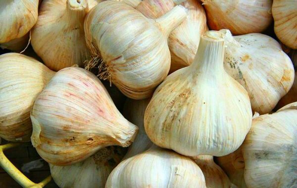 Five Health Benefits of Garlic 2 Five Health Benefits of Garlic