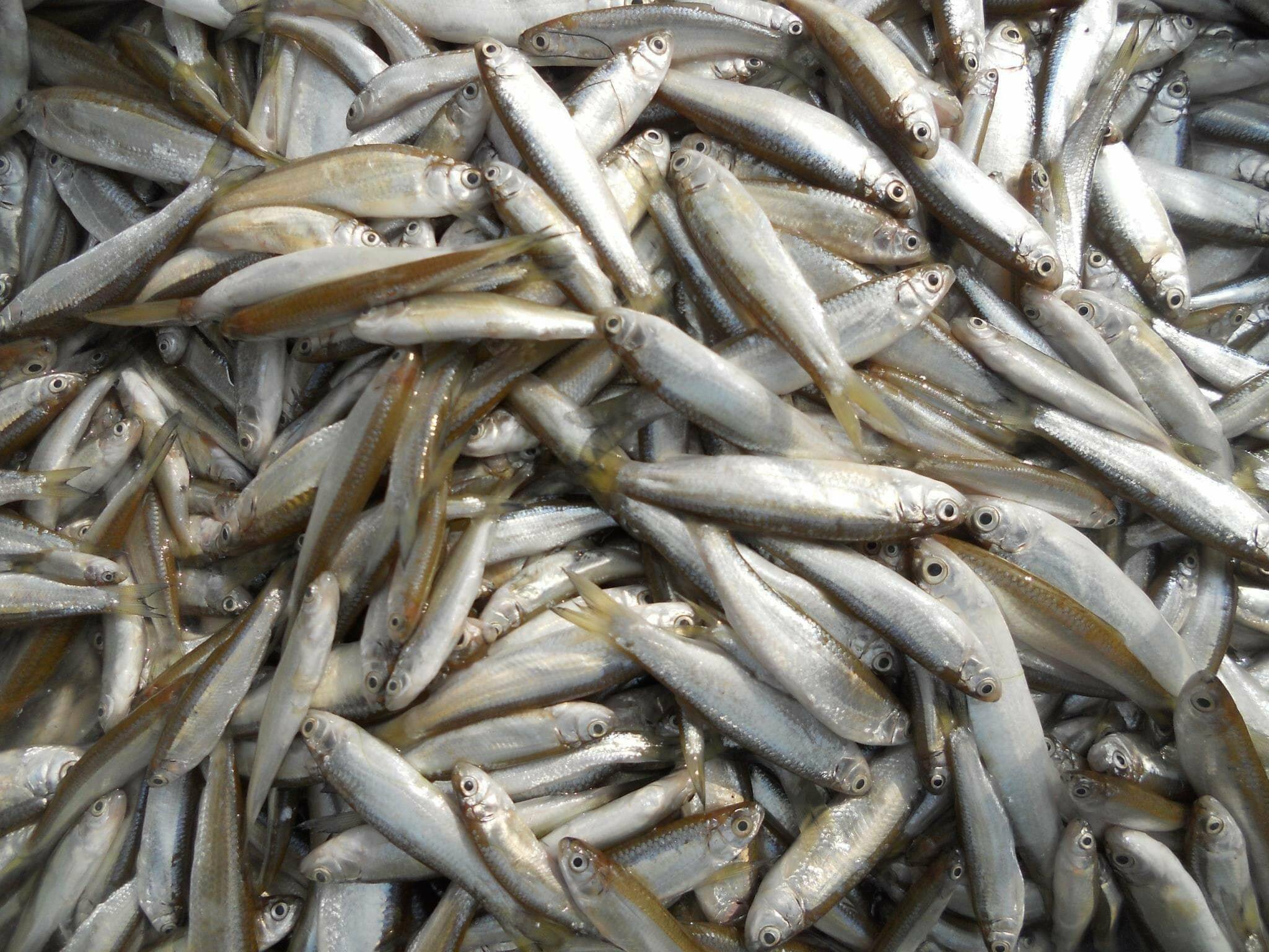 Local Fishes of Assam 20 Aspodiparia
