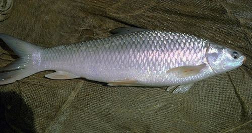 Local Fishes of Assam 26 Bata labeo