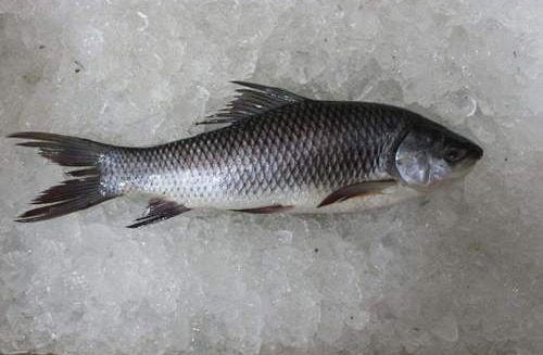 Local Fishes of Assam 29 Black Rohu e1594553722918