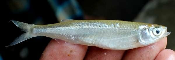 Local Fishes of Assam 21 Boopis razorbelly minnow