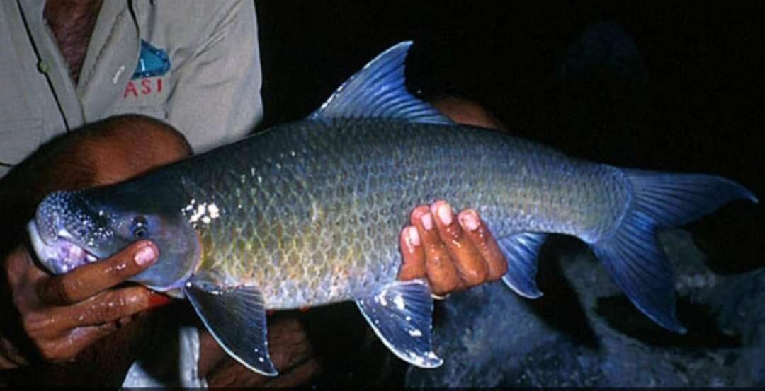 Local Fishes of Assam 38 Brahmaputra Labeo