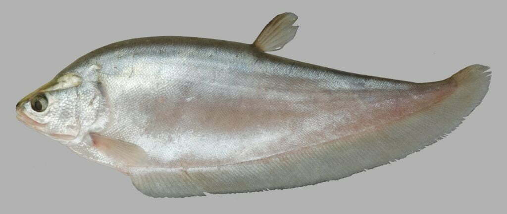 Local Fishes of Assam 40 Bronze Feather back