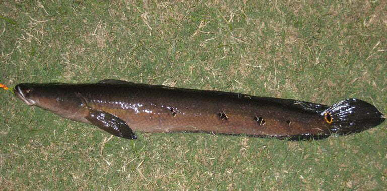Local Fishes of Assam 11 Bullseye Snakehead