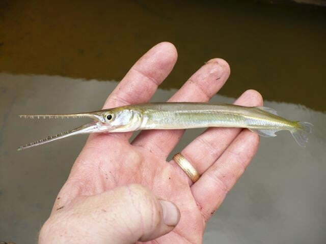 Local Fishes of Assam 34 Cancila