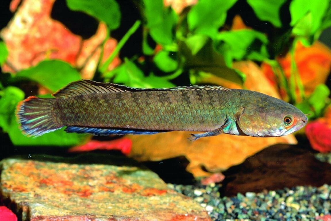 Local Fishes of Assam 7 Ceylon snakehead