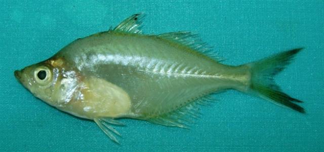 Local Fishes of Assam 24 Elongate glassy perchlet