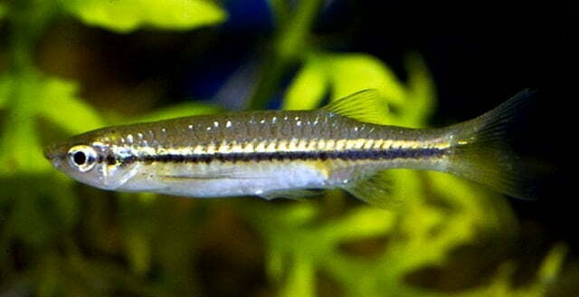 Local Fishes of Assam 22 Flying Barb