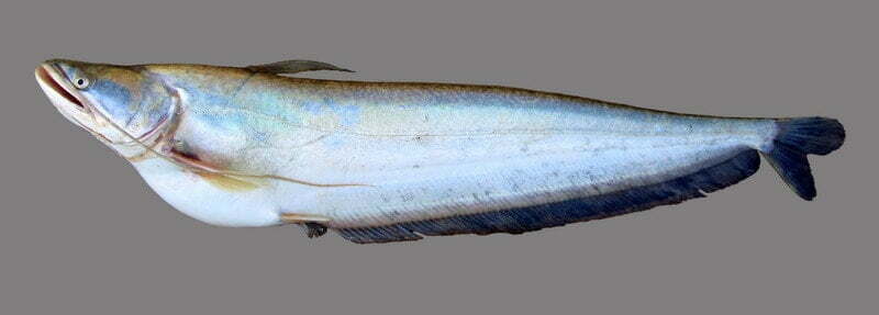 Local Fishes of Assam 18 Freshwater Catfish