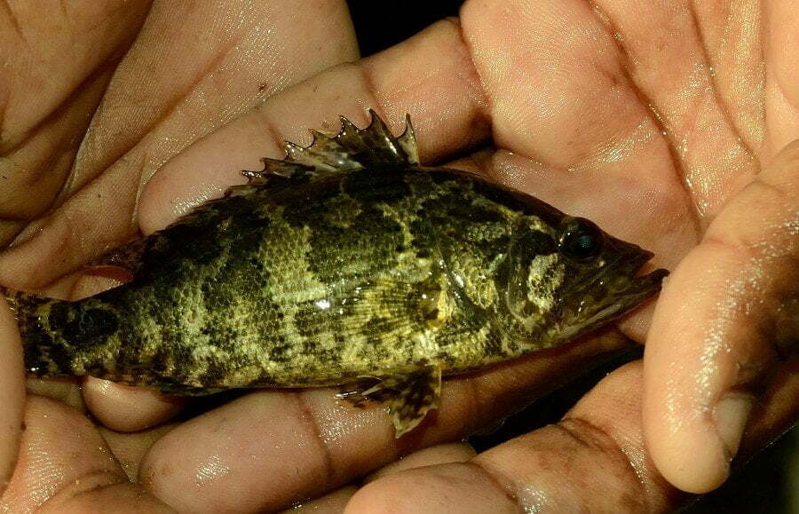 Local Fishes of Assam 6 Gangetic leaffish