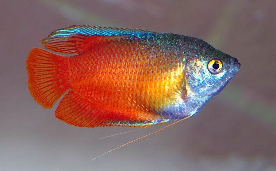 Local Fishes of Assam 4 Honey gourami