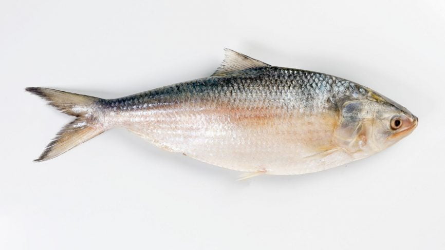 Local Fishes of Assam 27 Ilish
