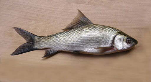 Local Fishes of Assam 28 Kuria labeo