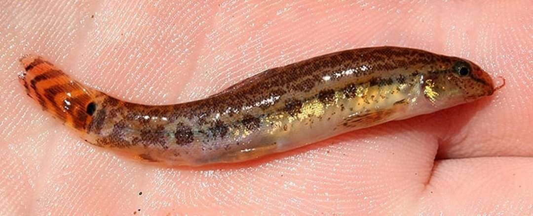 Local Fishes of Assam 33 Loach