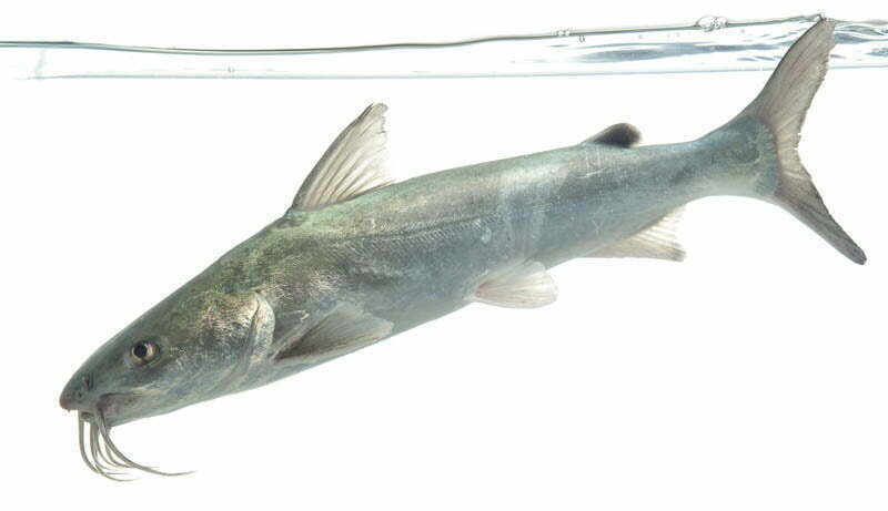 Local Fishes of Assam 17 Long Whiskers Catfish