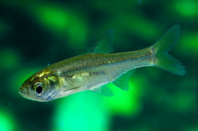 Local Fishes of Assam 23 Mola Indian carplet Pale carplet 1