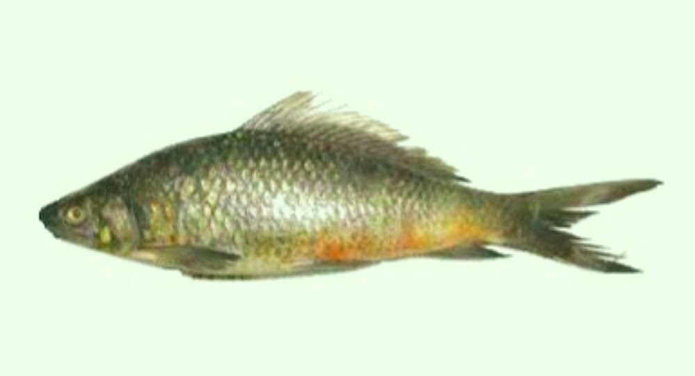 Local Fishes of Assam 30 Nandee labeo