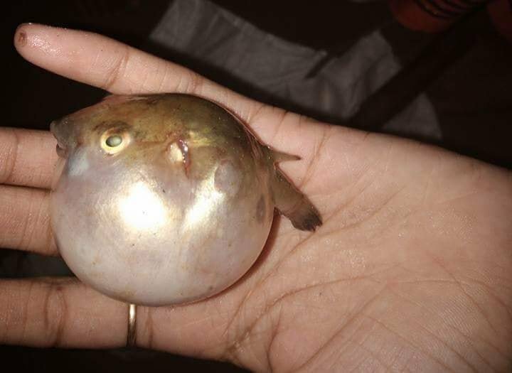 Local Fishes of Assam 43 Ocellated Puffer