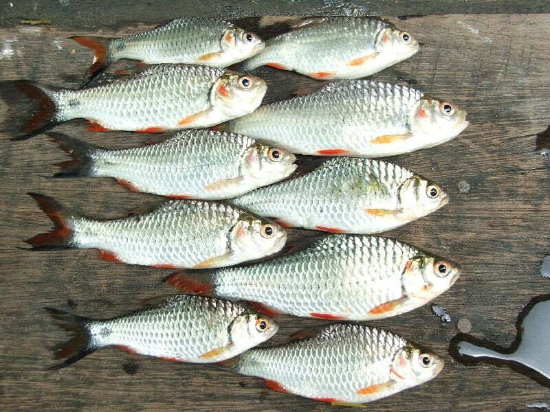 Local Fishes of Assam 2 Olive barb
