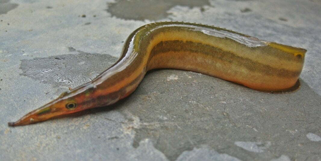 Local Fishes of Assam 31 Striped Spiny eel