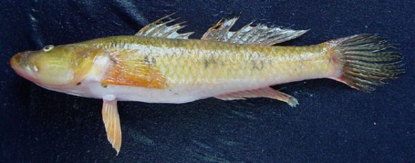 Local Fishes of Assam 41 Tang gobi