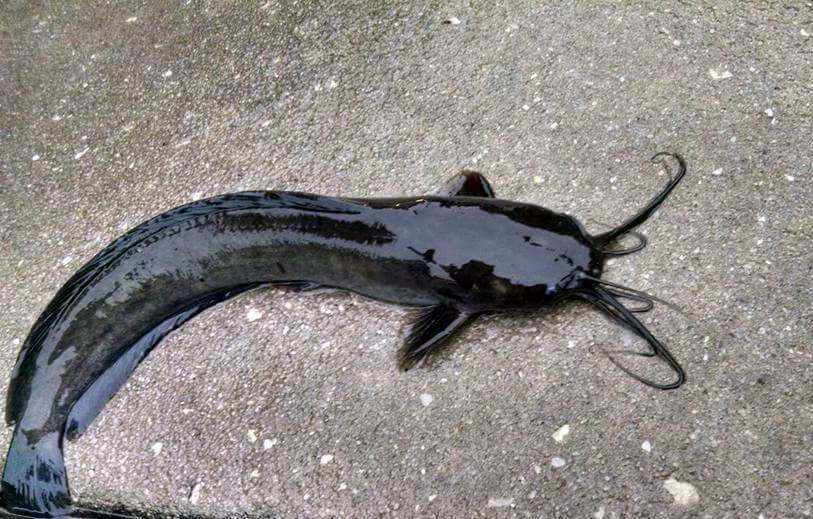 Local Fishes of Assam 14 Walking Catfish