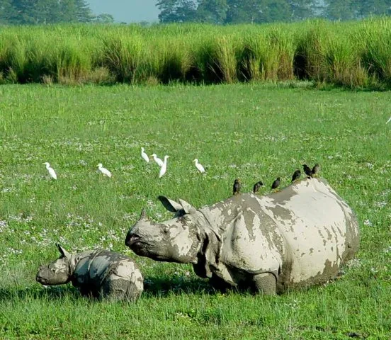 One Horned Rhino In Kaziranga National Park, Assam 3 One Horned Rhino Assam