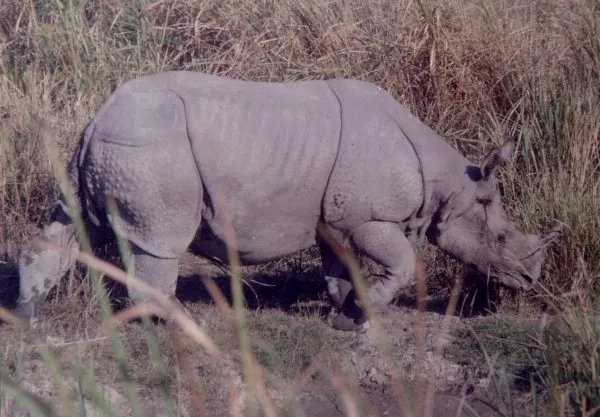 One Horned Rhino In Kaziranga National Park, Assam 4 One Horned Rhino In Kaziranga National Park, Assam