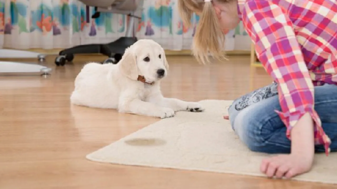 How to Potty Train a Puppy: Puppy Potty Training 10 Address Nighttime Potty Training