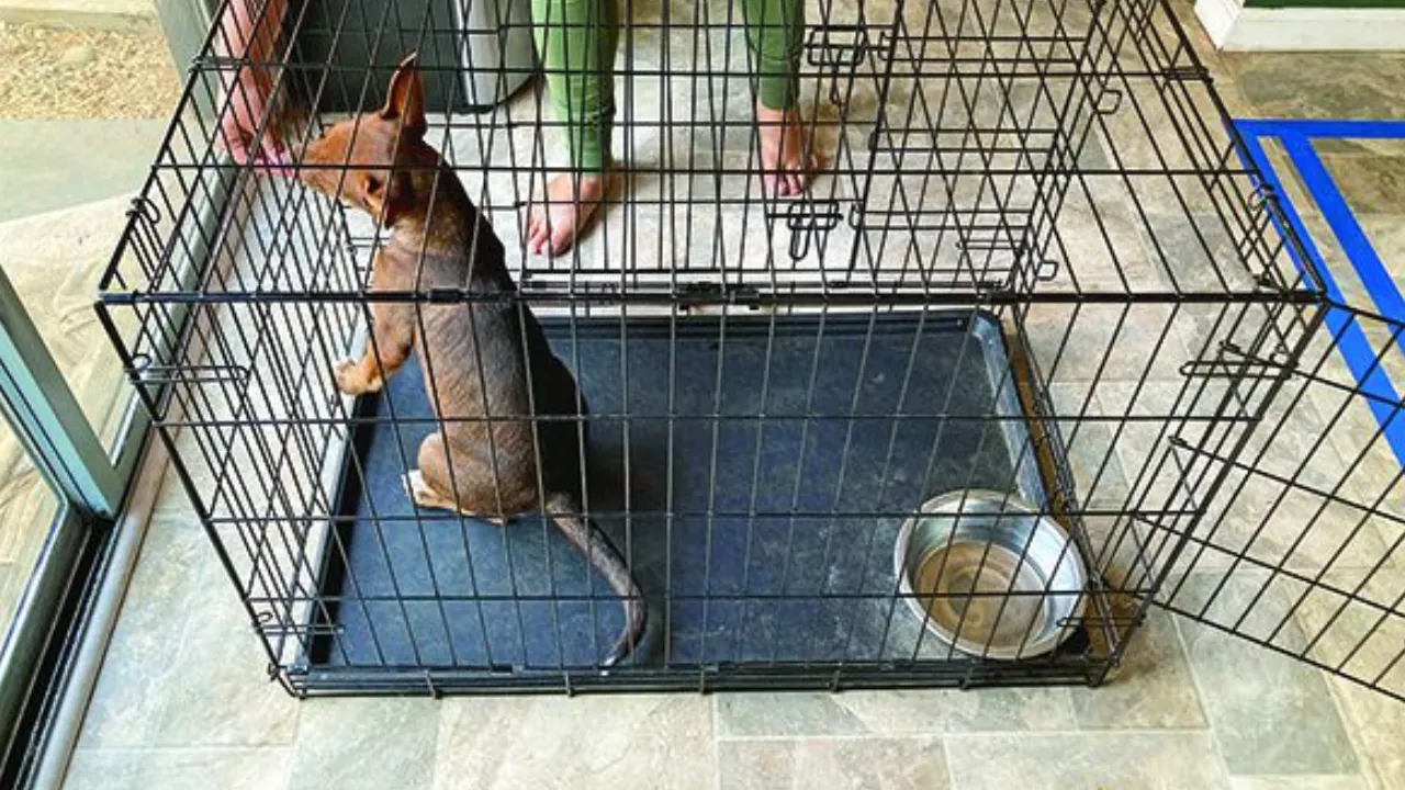 How to Potty Train a Puppy: Puppy Potty Training 8 Consider Crate Training