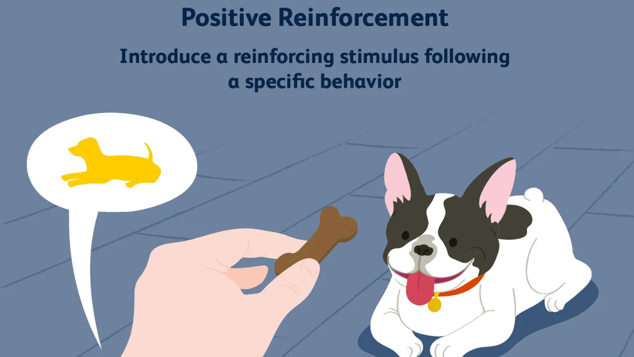 How to Potty Train a Puppy: Puppy Potty Training 4 Use Positive Reinforcement