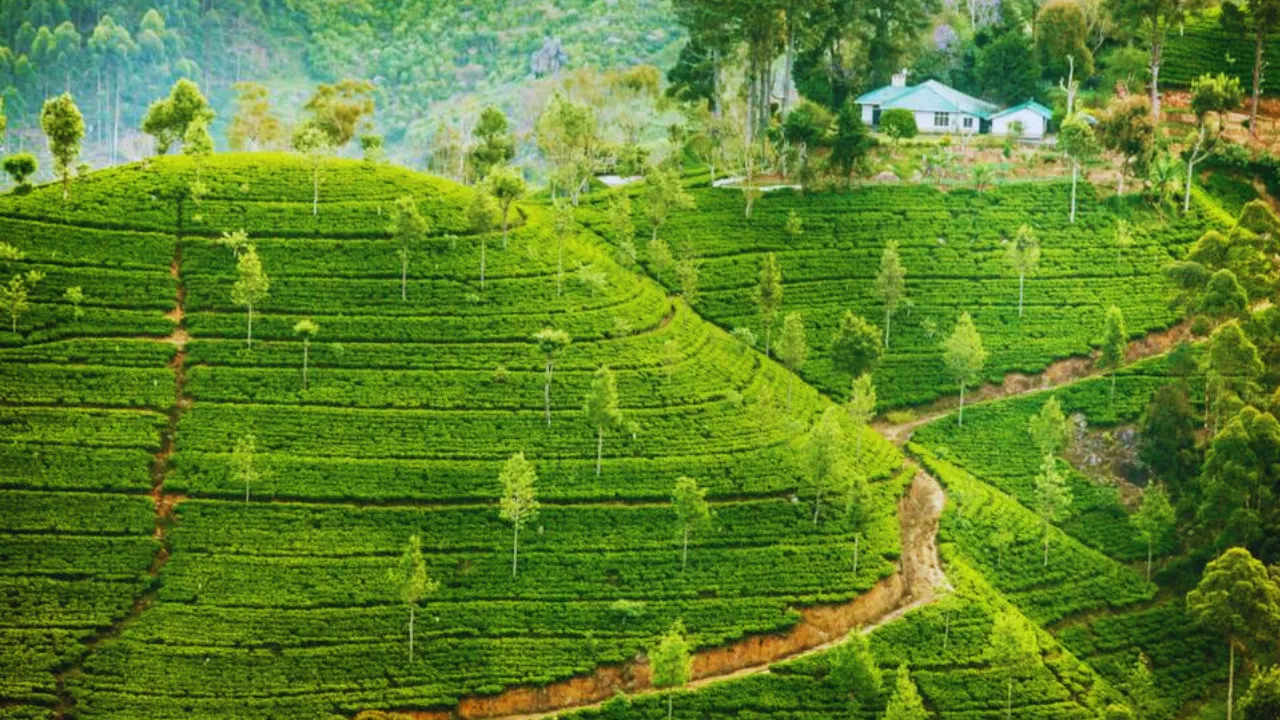 The Battle of the Brews: Ceylon vs. Assam 6 Economic Impacts