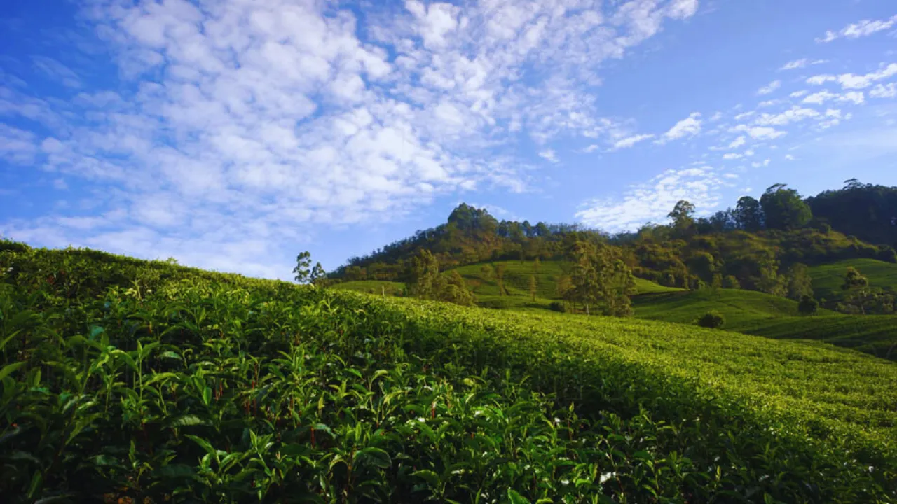 The Battle of the Brews: Ceylon vs. Assam 7 Environmental Factors
