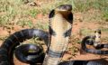 How to Identify Venomous Snakes Key Signs to Watch For